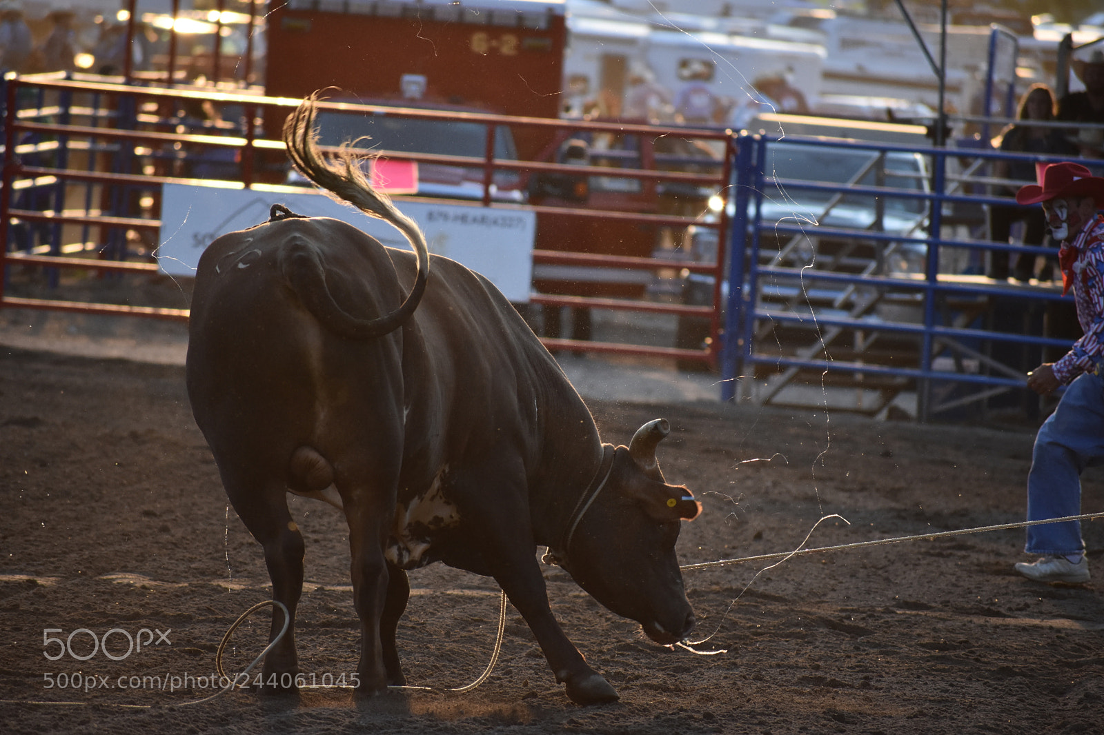 Nikon D3400 sample photo. Rodeo photography