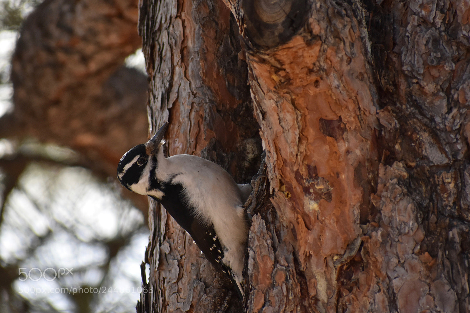 Nikon D3400 sample photo. Woodpecker in co photography