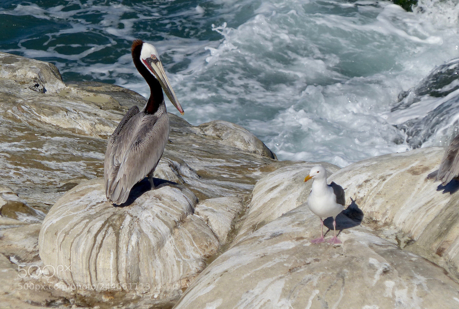 Panasonic Lumix DMC-FZ200 sample photo. Neighbors on the guano photography