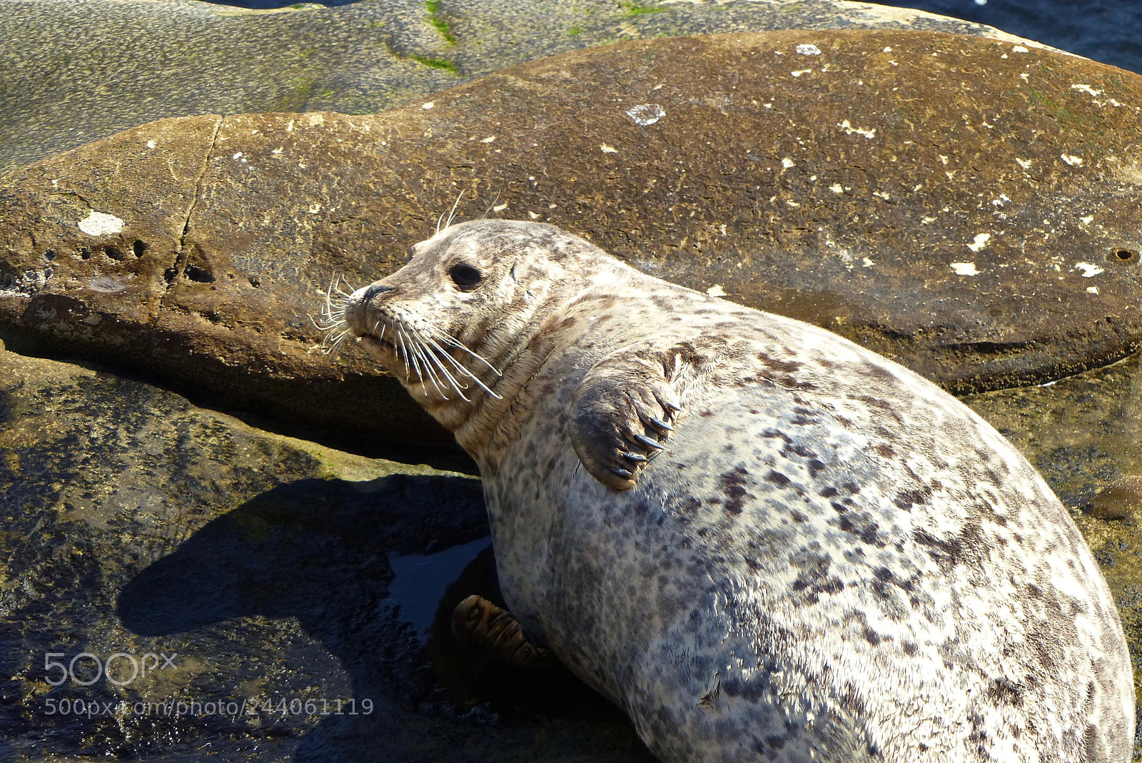 Panasonic Lumix DMC-FZ200 sample photo. Whiskers and claws photography