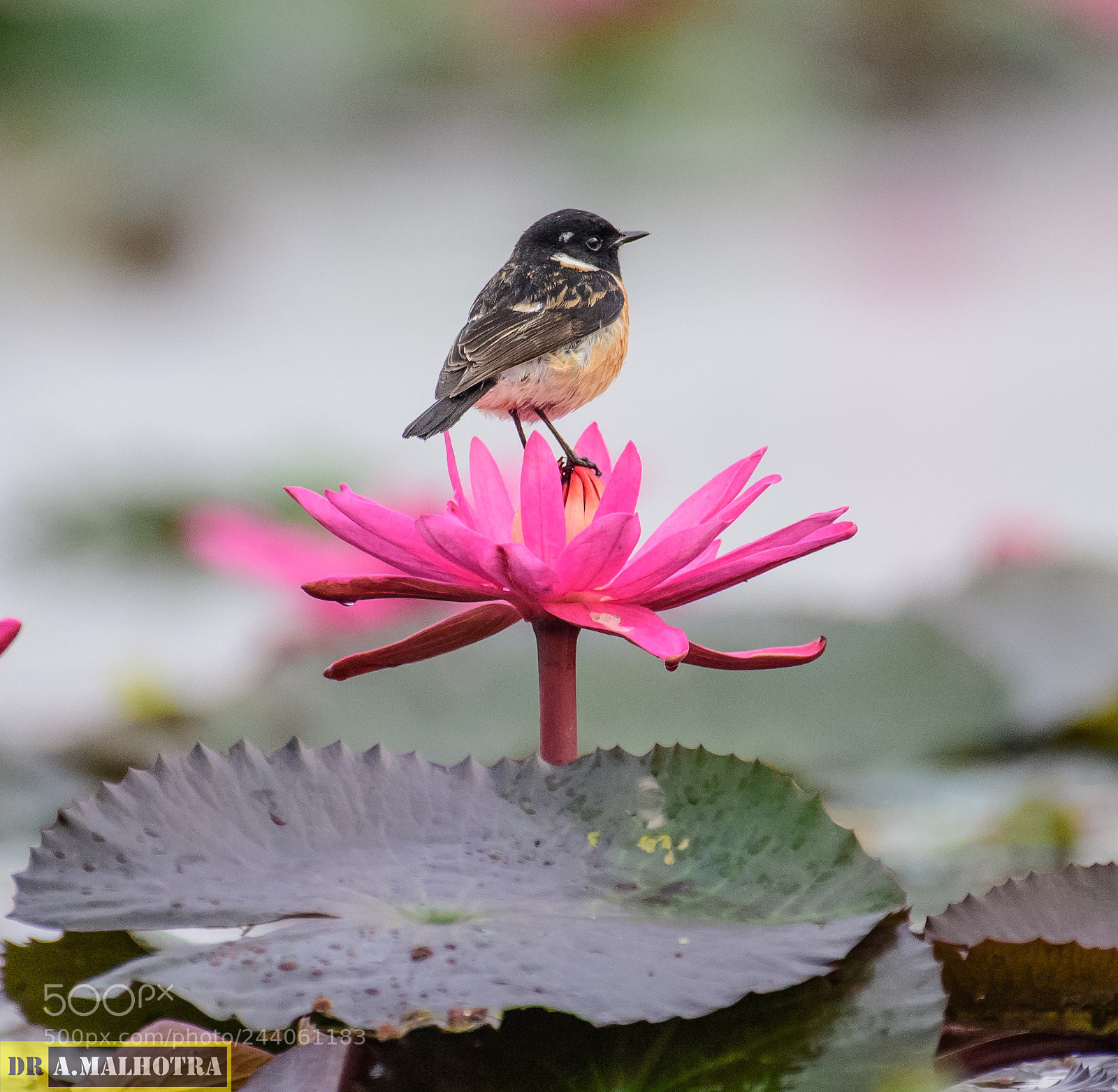 Nikon D810 sample photo. Colours of life photography