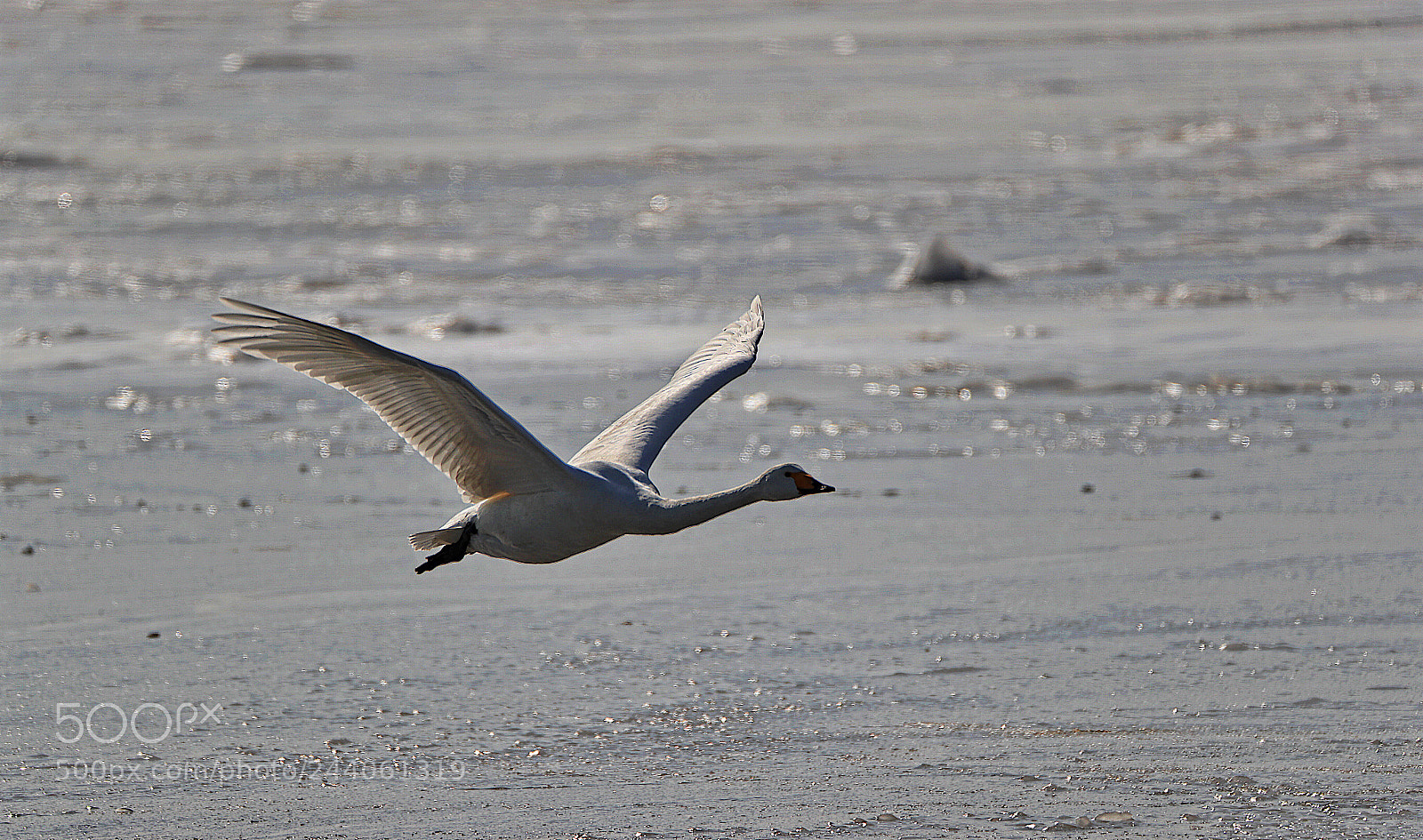 Canon EOS-1D X Mark II sample photo. Untitled photography