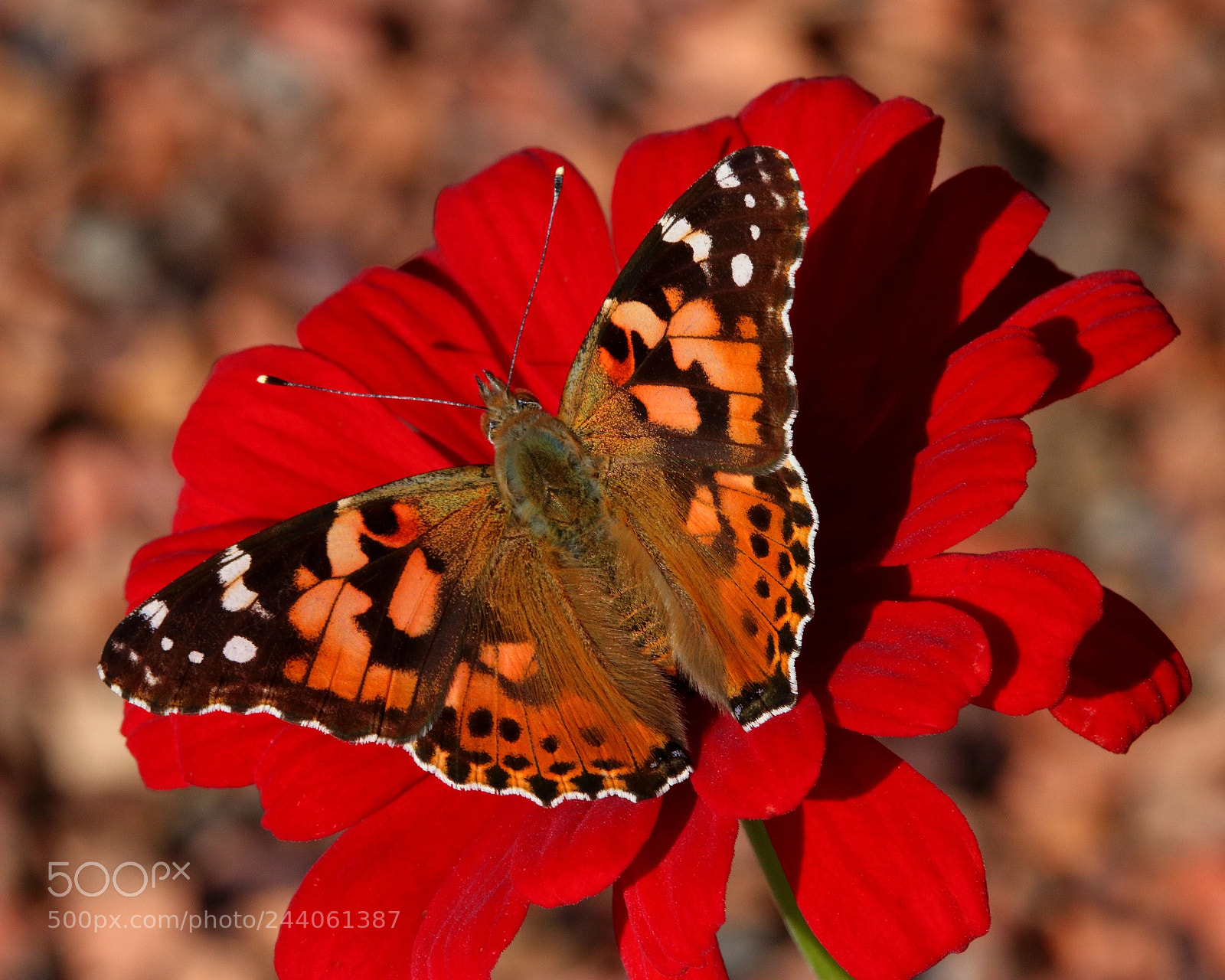 Canon EOS 750D (EOS Rebel T6i / EOS Kiss X8i) sample photo. Awsome blossom 2 photography