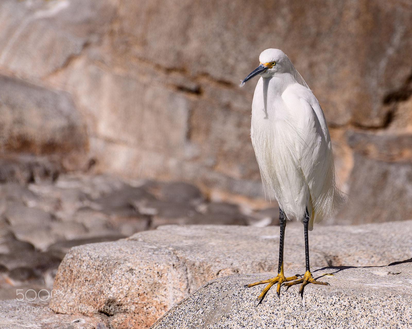Nikon D850 sample photo. Snowy egret hanging out photography
