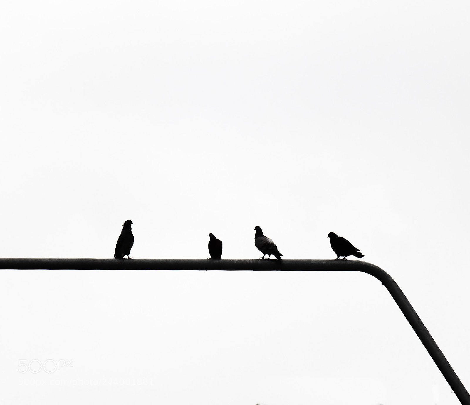 Canon EOS 200D (EOS Rebel SL2 / EOS Kiss X9) sample photo. Minimalist birds photography