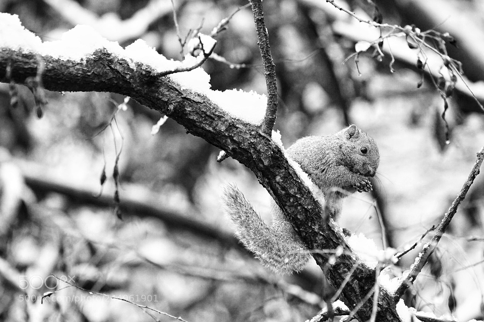 Sony a7 II sample photo. Little squirrel photography