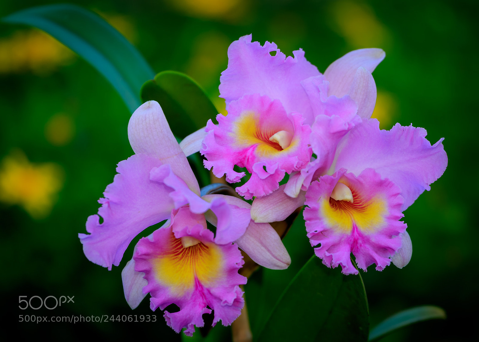 Canon EOS 7D Mark II sample photo. Orchid photography