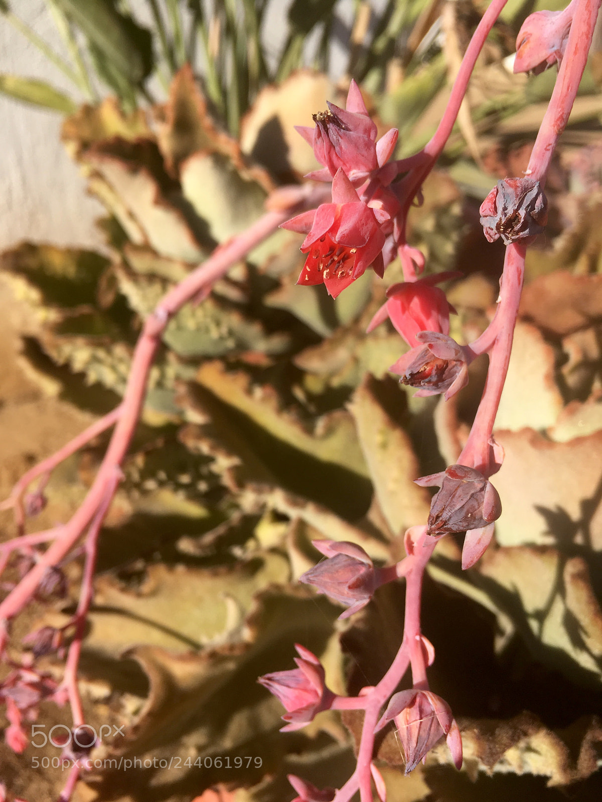 Apple iPhone SE sample photo. Canyon live-forever at rancho photography