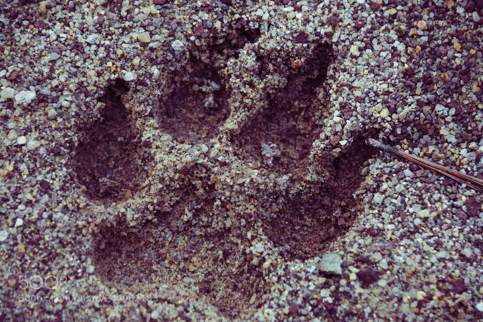 Nikon D7200 sample photo. Paw print photography