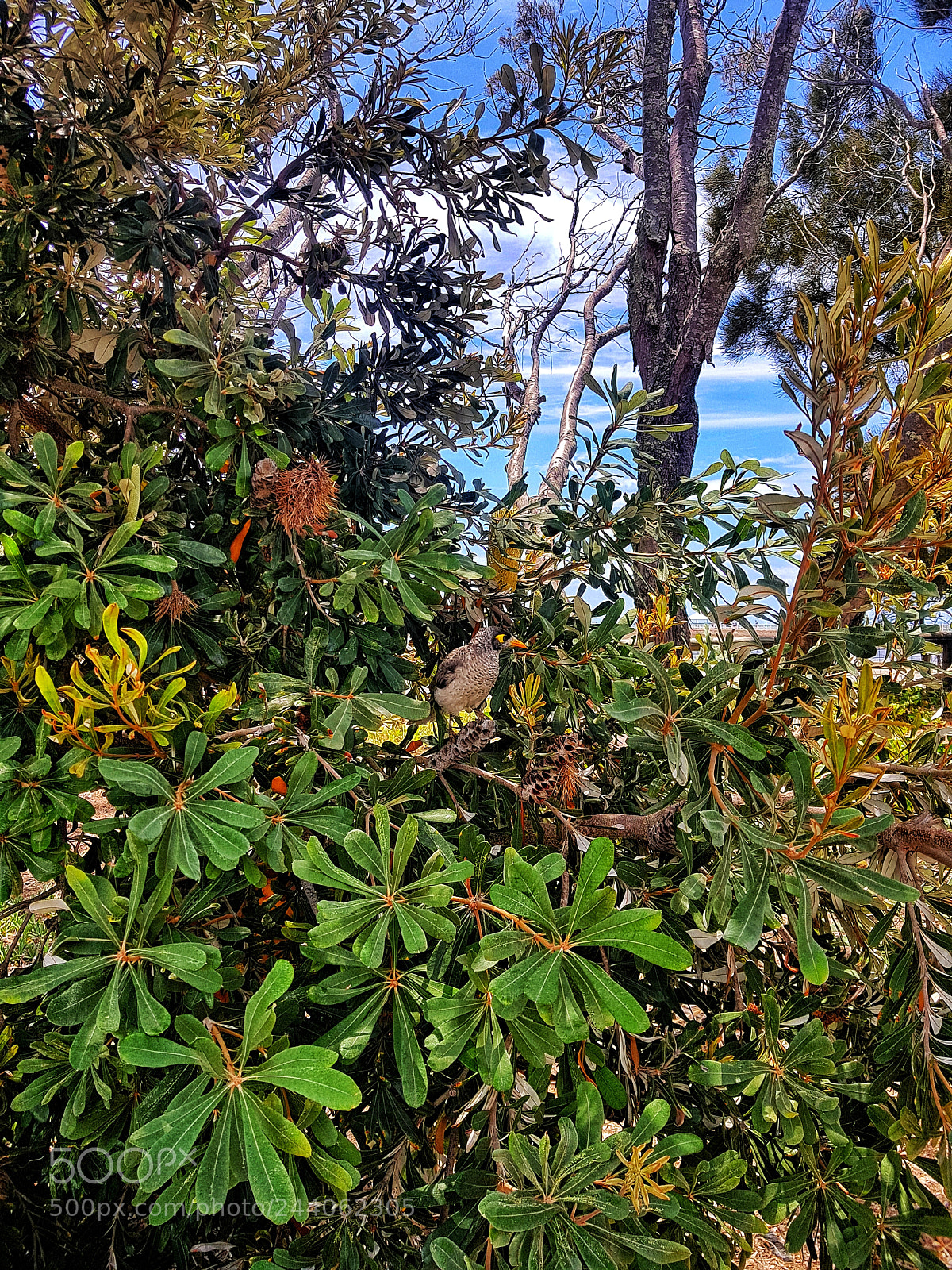 Samsung Galaxy S8+ sample photo. Look closely photography