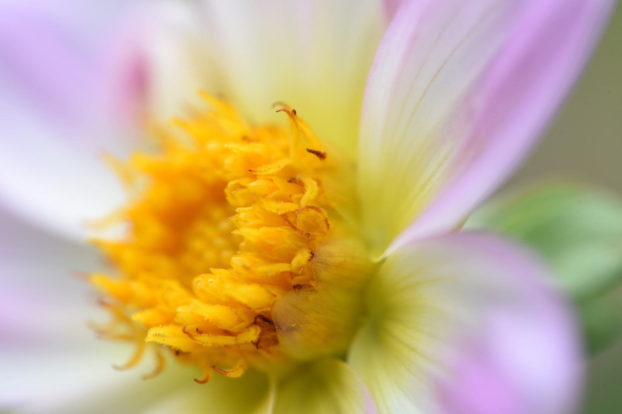 Nikon D750 + Nikon AF Micro-Nikkor 200mm F4D ED-IF sample photo. Yellow stamen.. photography