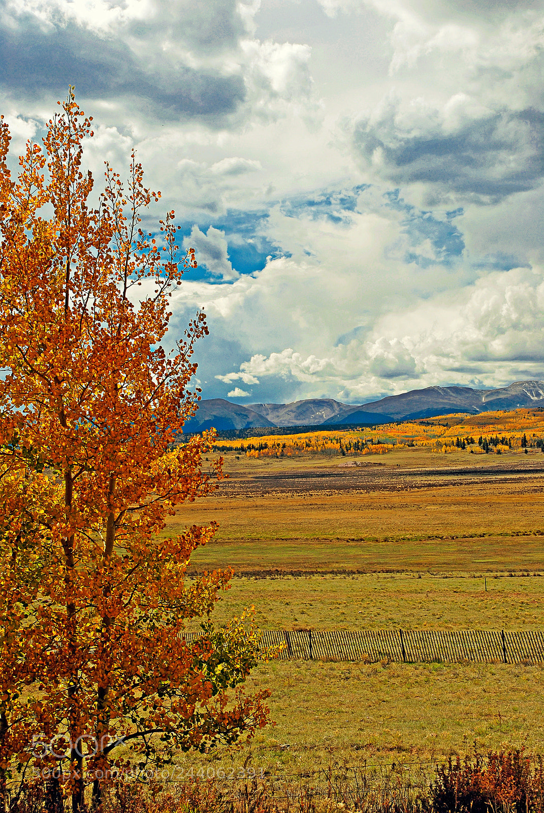 Nikon D200 sample photo. Aspens from highway 285 photography