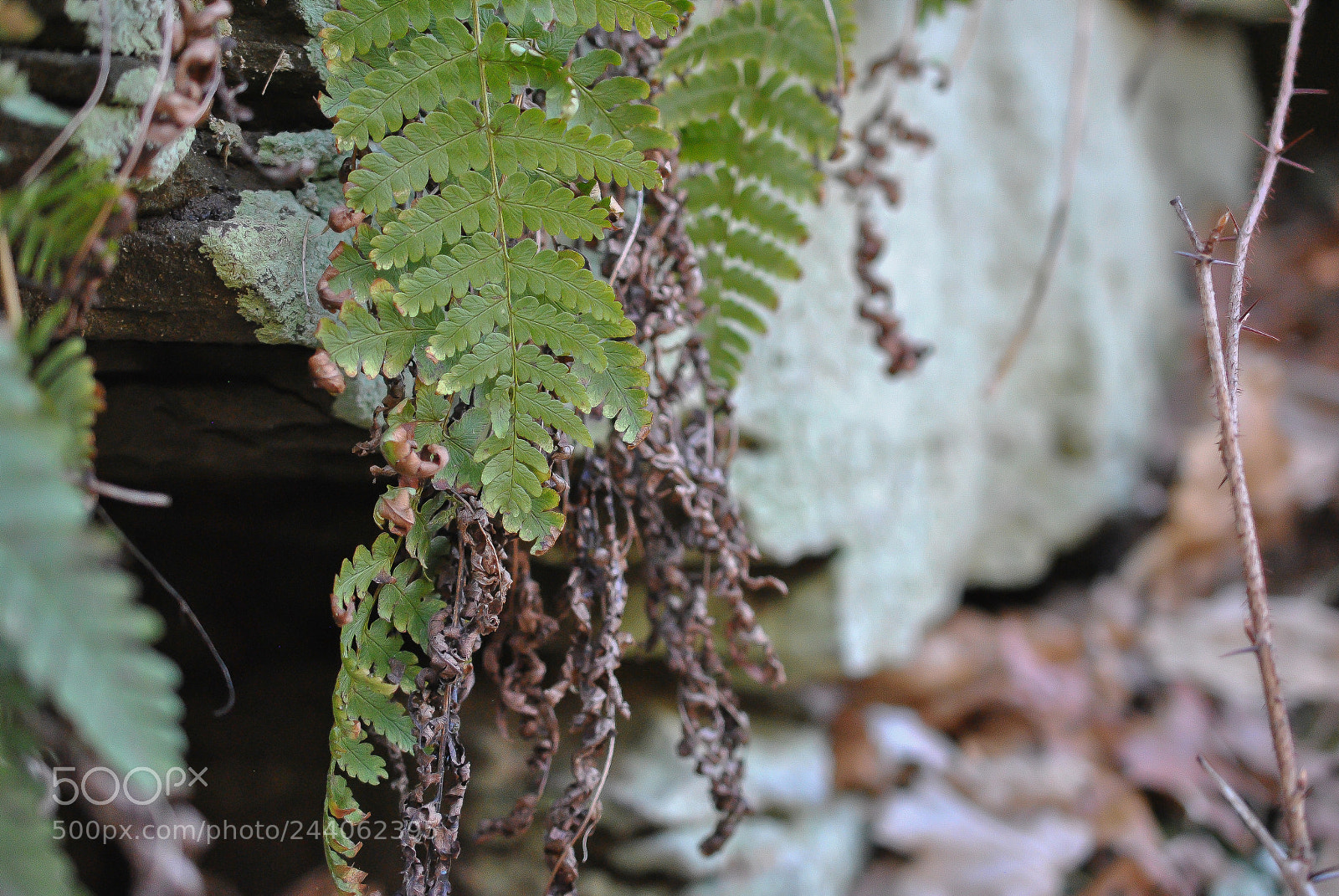 Nikon D3000 sample photo. Unamed photography