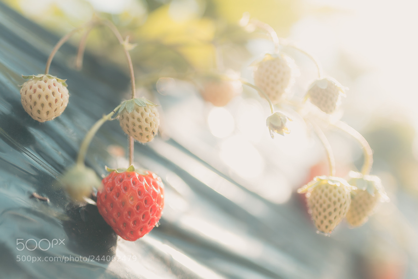 Sony a7S II sample photo. Strawberry photography