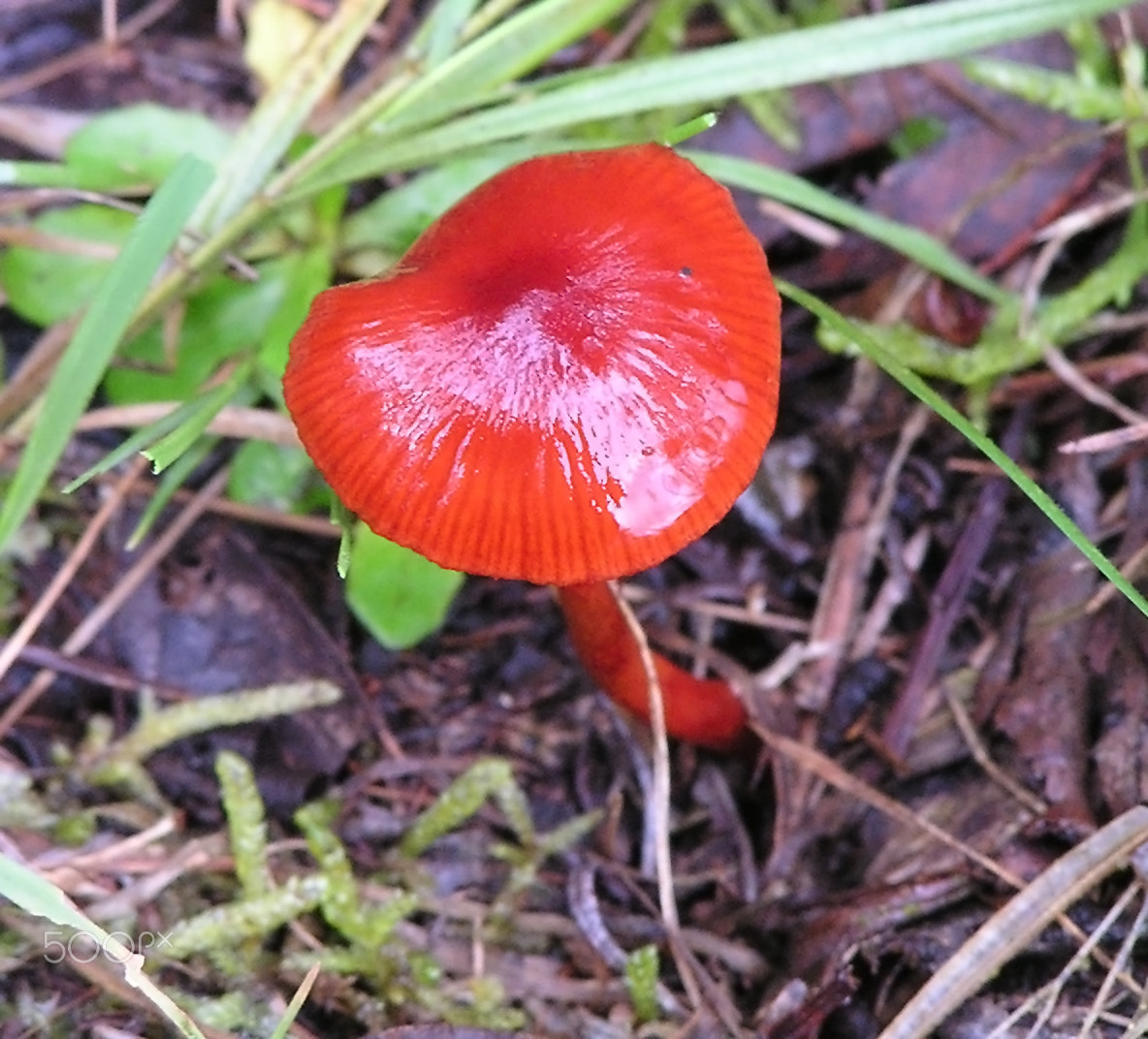 Olympus C740UZ sample photo. Hygrocybe firma photography