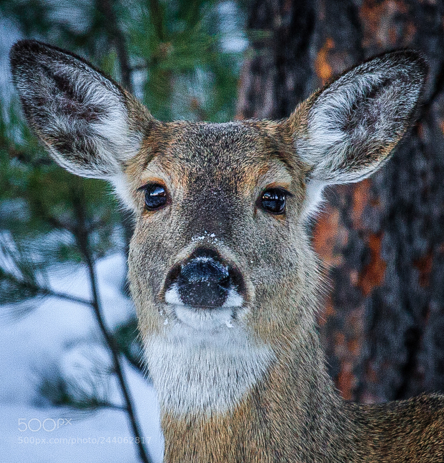 Canon EOS 40D sample photo. Oh deer photography