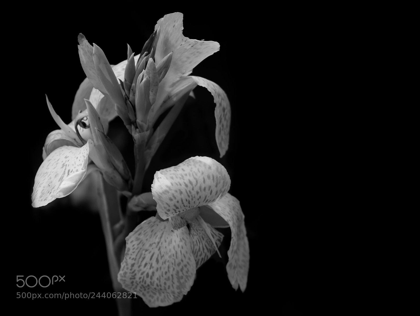 Canon EOS 700D (EOS Rebel T5i / EOS Kiss X7i) sample photo. Iris in white photography
