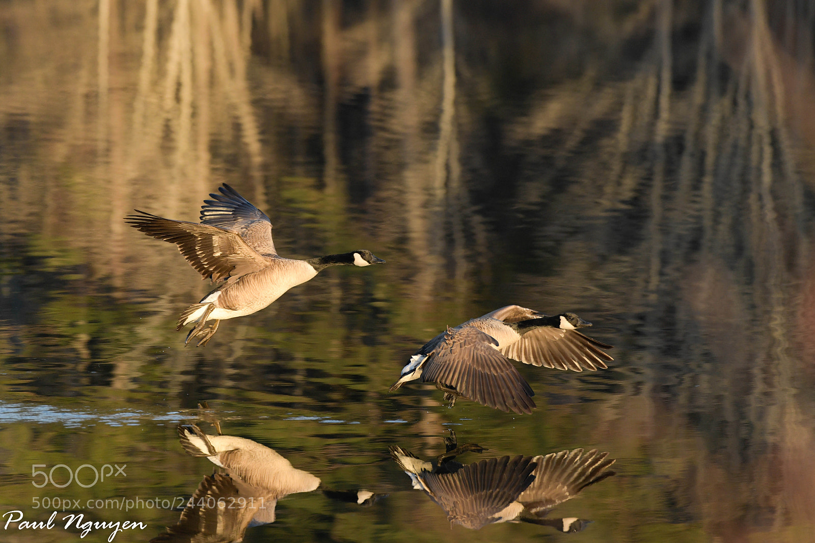 Nikon D850 sample photo. Wildlife photography