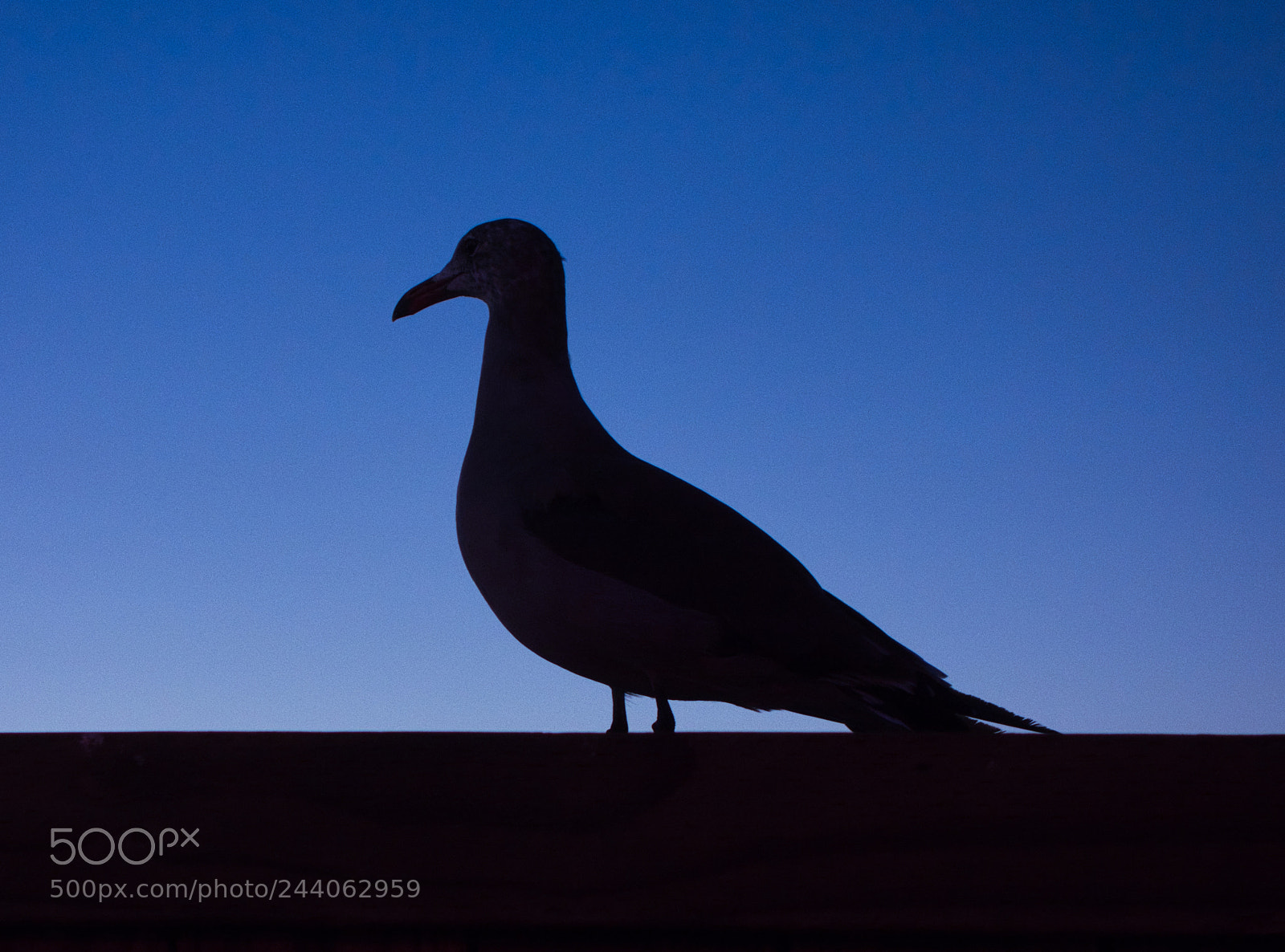 Sony Cyber-shot DSC-RX100 sample photo. Silhouette gull photography