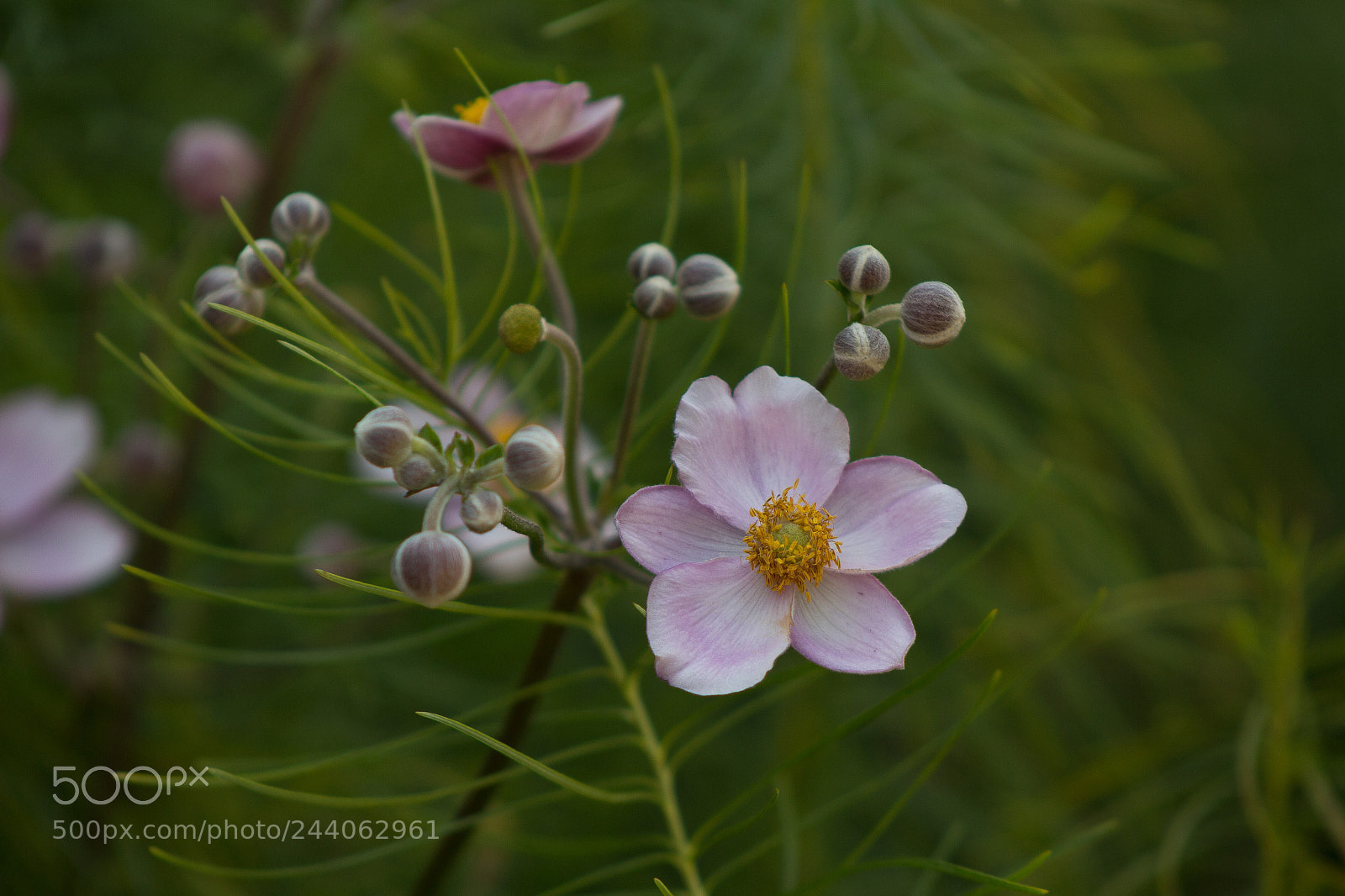 Canon EOS 700D (EOS Rebel T5i / EOS Kiss X7i) sample photo. Flower #4 photography