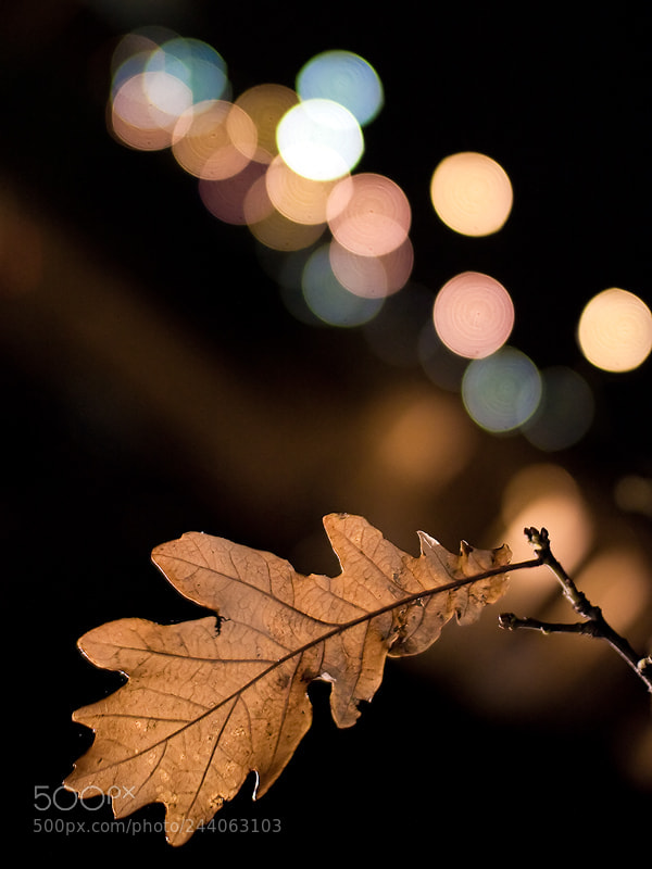 Canon EOS 40D sample photo. Autumn in the city photography