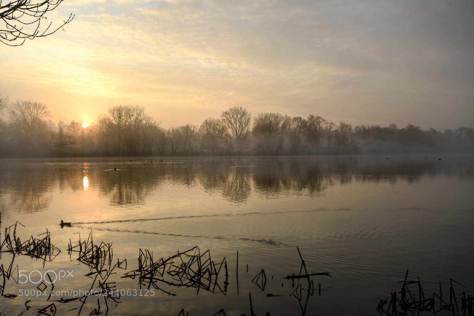 Nikon D500 sample photo. Morgenstimmung am kiessee bei photography