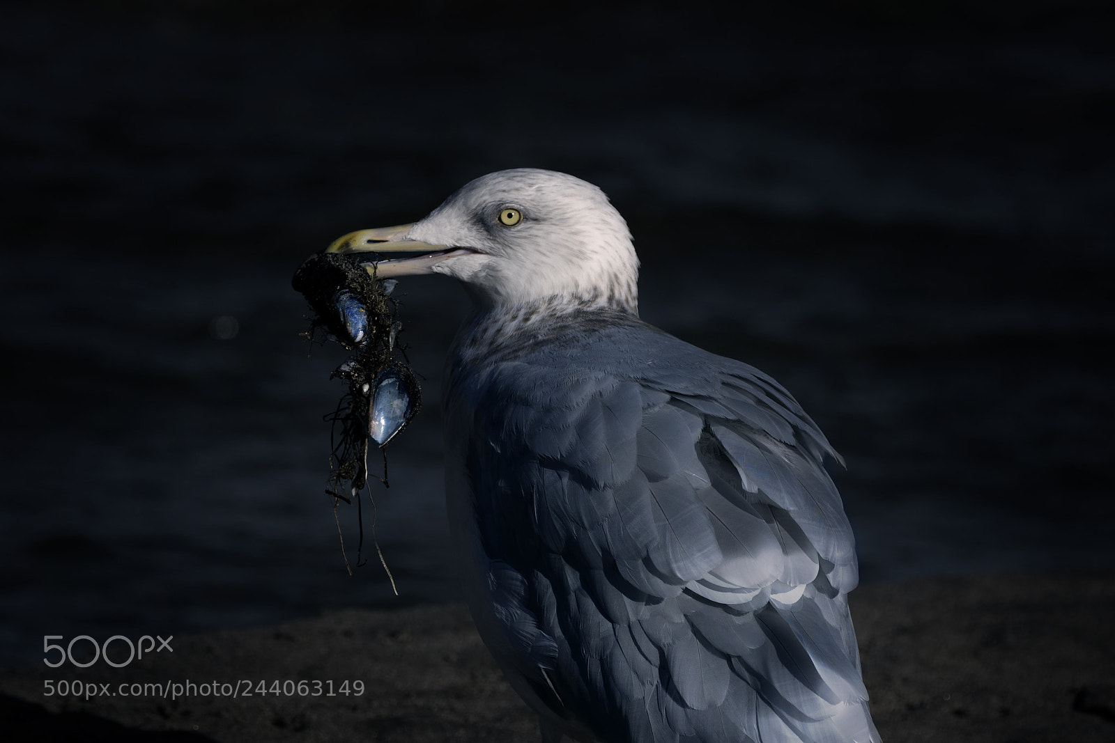 Canon EOS 750D (EOS Rebel T6i / EOS Kiss X8i) sample photo. Eating bird photography