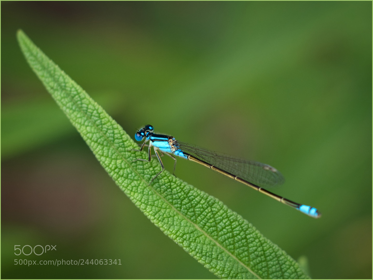 Olympus OM-D E-M1 Mark II sample photo. Damselfly photography