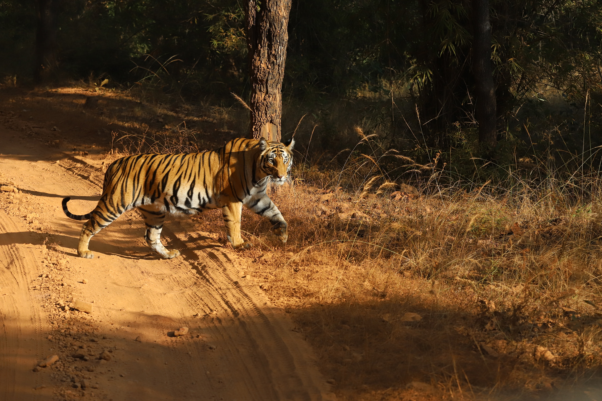 Canon EF 70-200mm F4L USM sample photo. Tiger on a morning stroll in bandhavgarh in india set against the morning sun photography