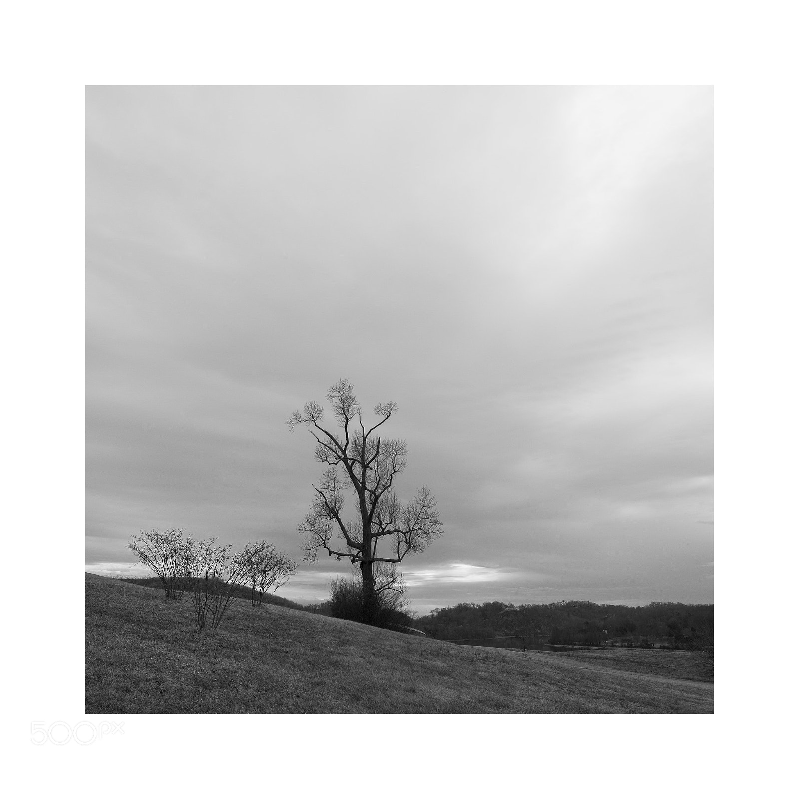 Fujifilm X-E3 sample photo. A tree ... photography