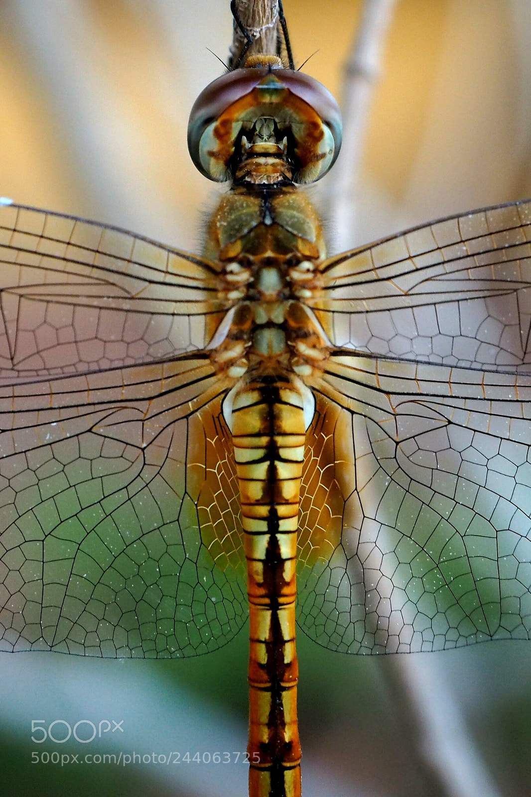 Olympus PEN E-PL7 sample photo. Golden hues and symmetry photography
