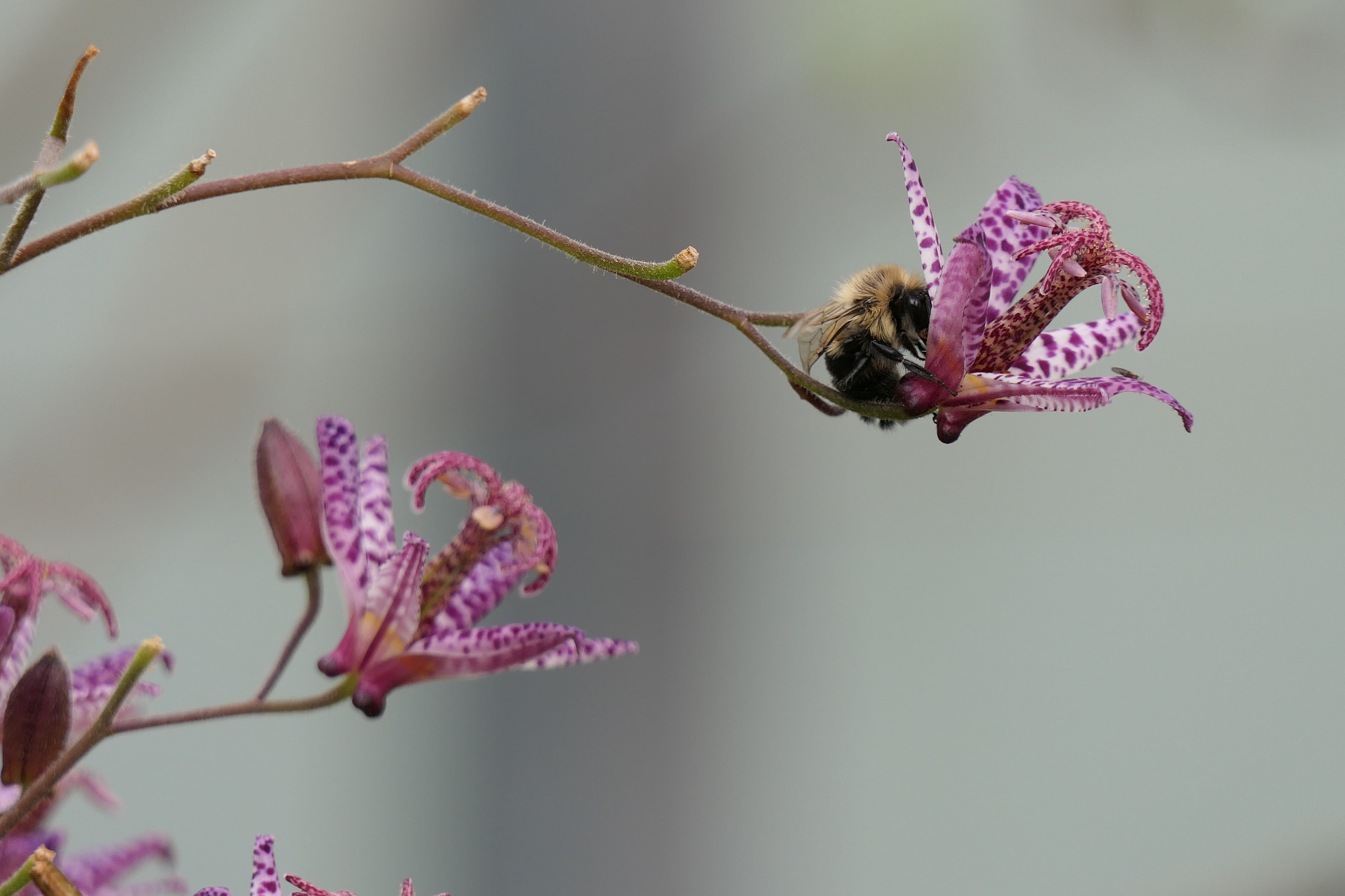 Panasonic Lumix DMC-FZ2500 (Lumix DMC-FZ2000) sample photo. Nectar photography