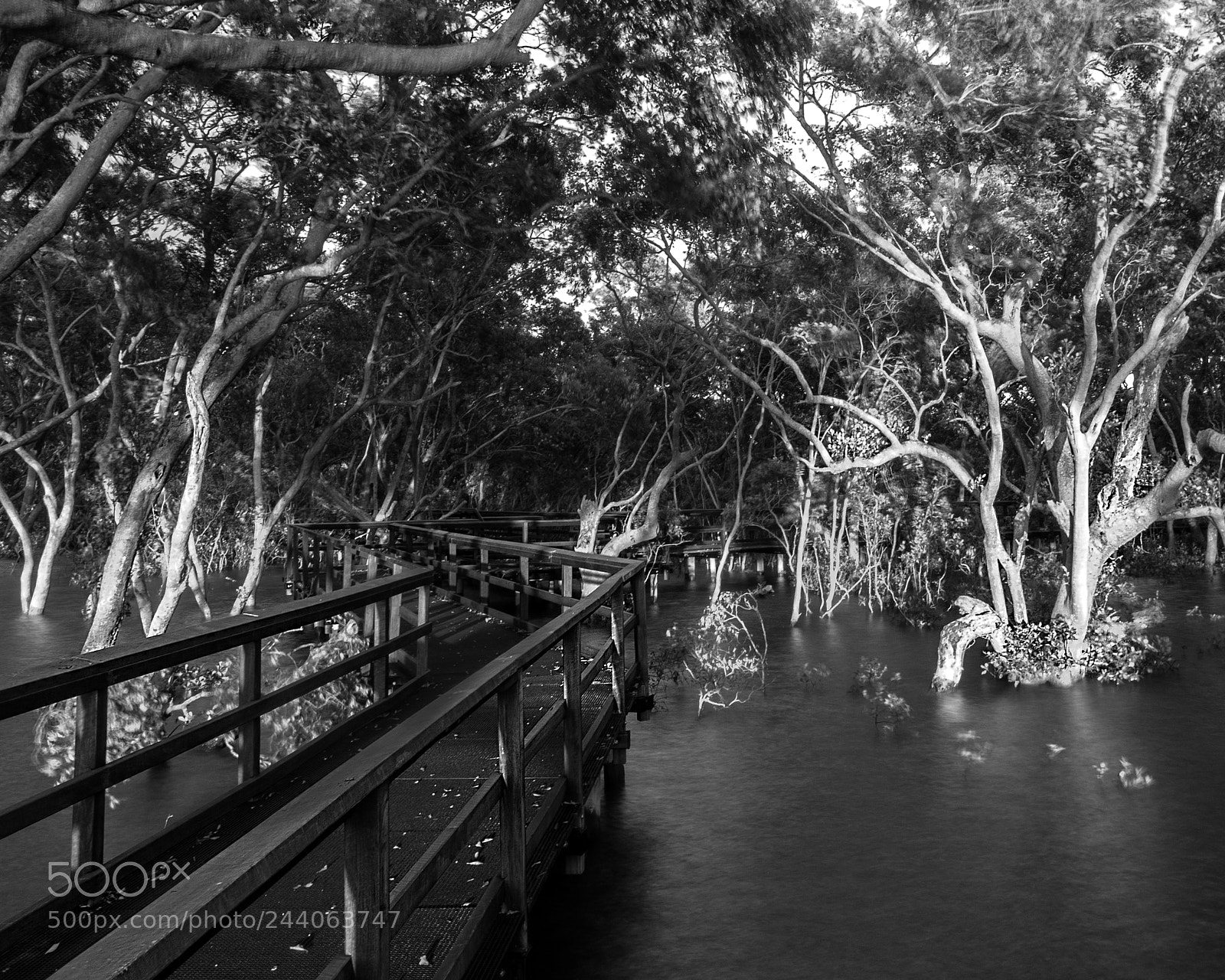 Olympus OM-D E-M1 sample photo. Wynnum mangrove boardwalk photography