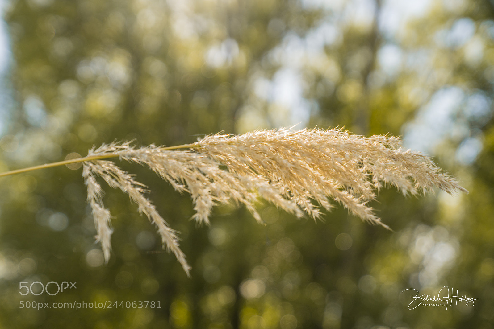 Sony a7R II sample photo. Seaoat photography