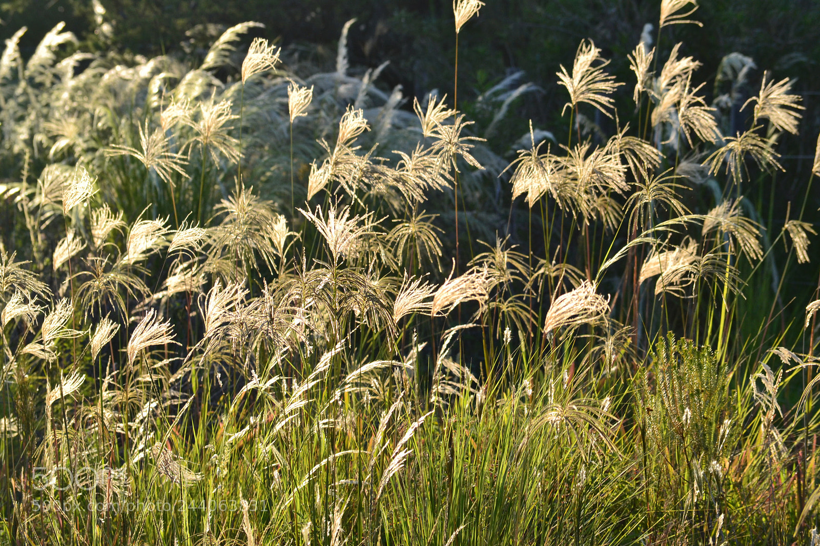 Nikon D3100 sample photo. 117.jpg photography