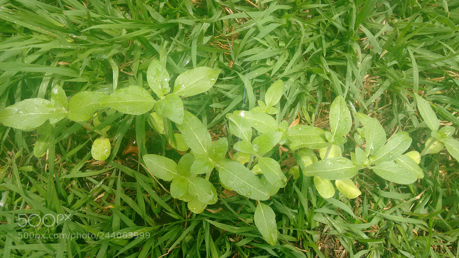 Motorola Moto G (2nd Gen) sample photo. Little plant photography