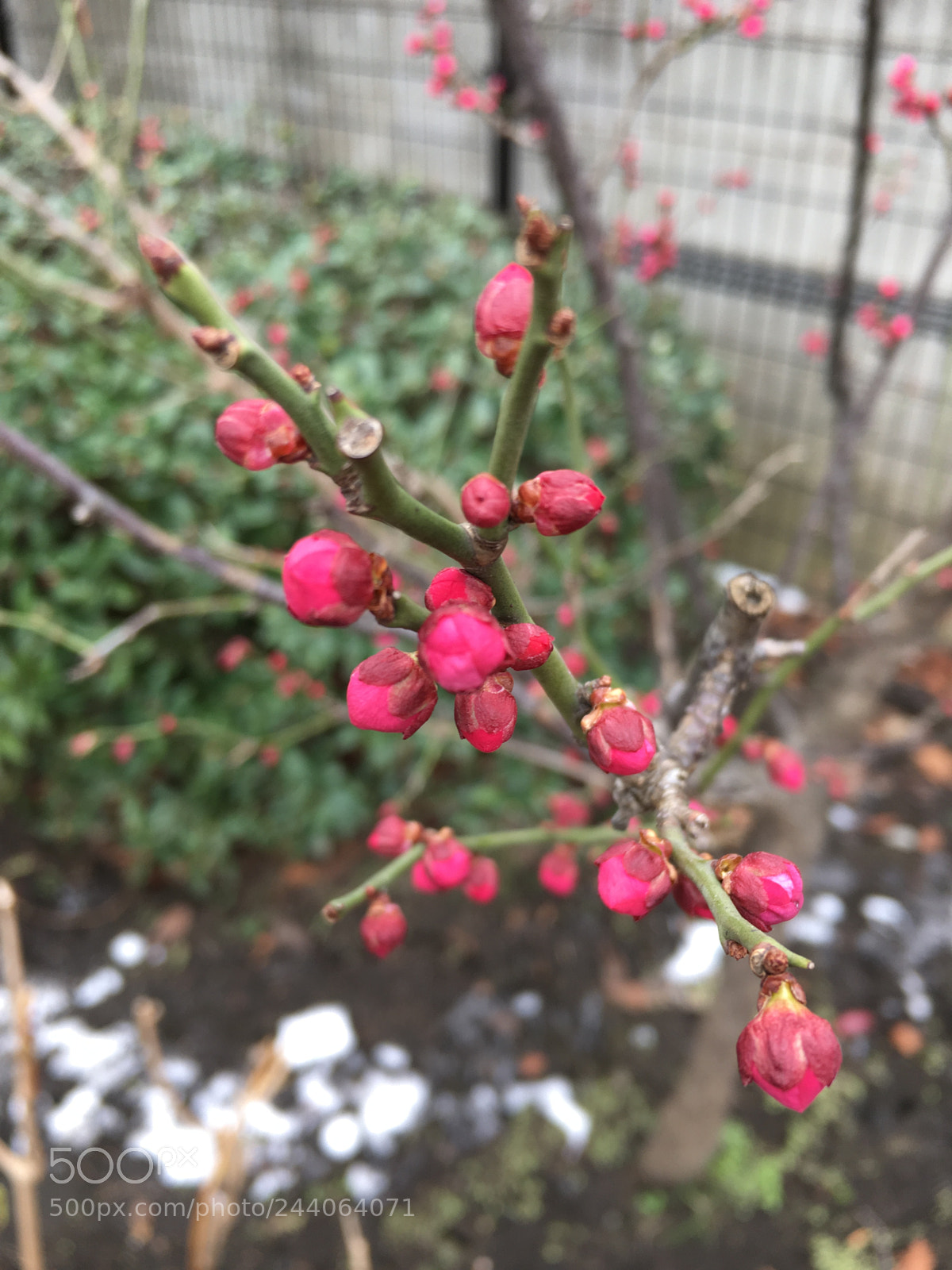 Apple iPhone 6s sample photo. Spring will come photography