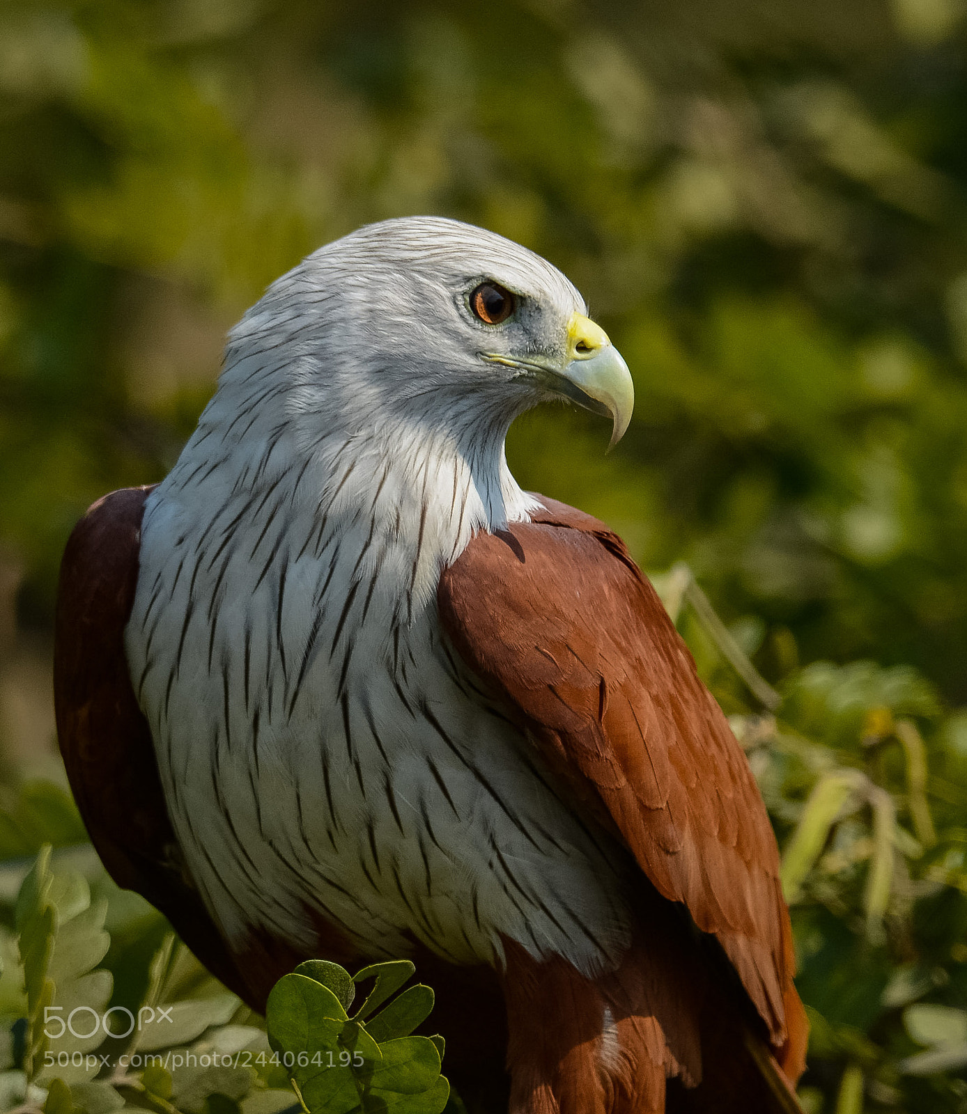 Nikon D7100 sample photo. Brambhini kite. photography