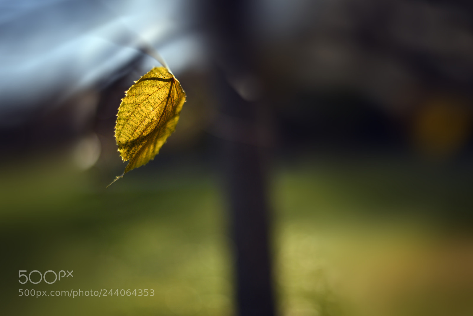 Nikon D810 sample photo. Lonely leaf photography
