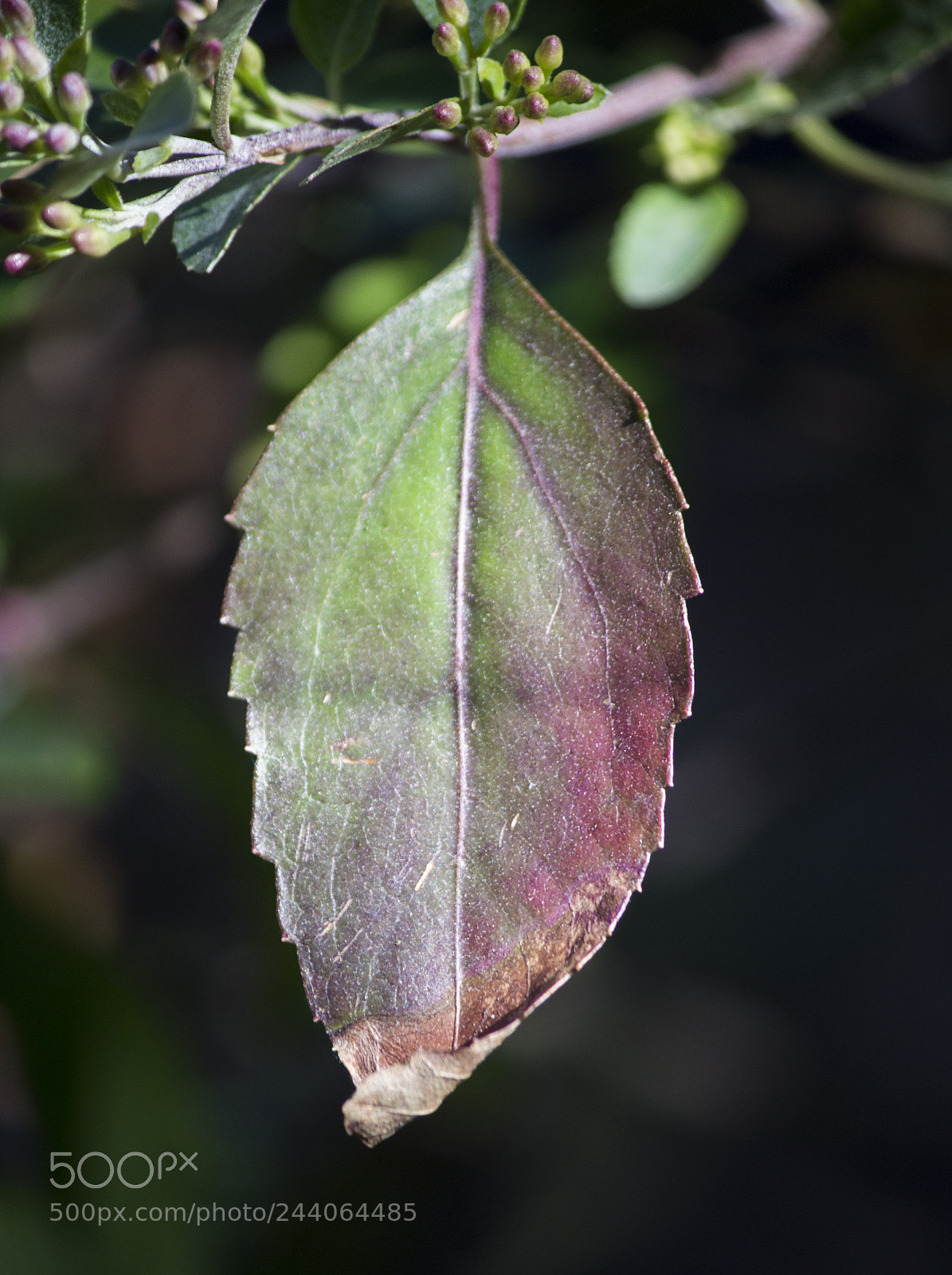 Canon EOS 700D (EOS Rebel T5i / EOS Kiss X7i) sample photo. Leaf. photography
