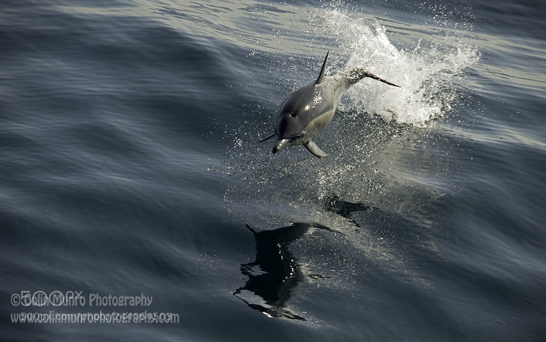 Nikon D600 sample photo. Short-beaked common dolphin leaping photography