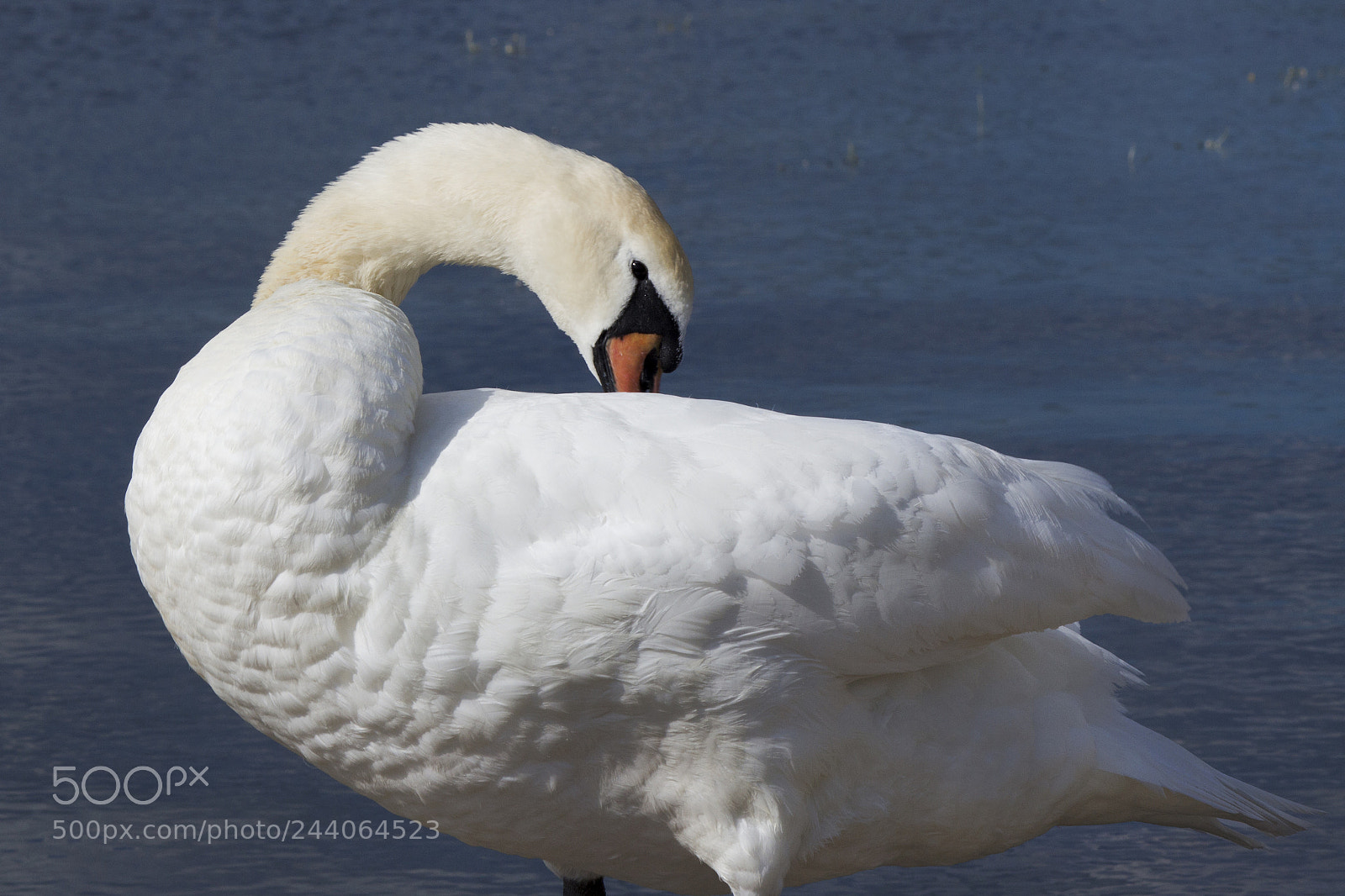 Canon EOS 700D (EOS Rebel T5i / EOS Kiss X7i) sample photo. Swan. photography