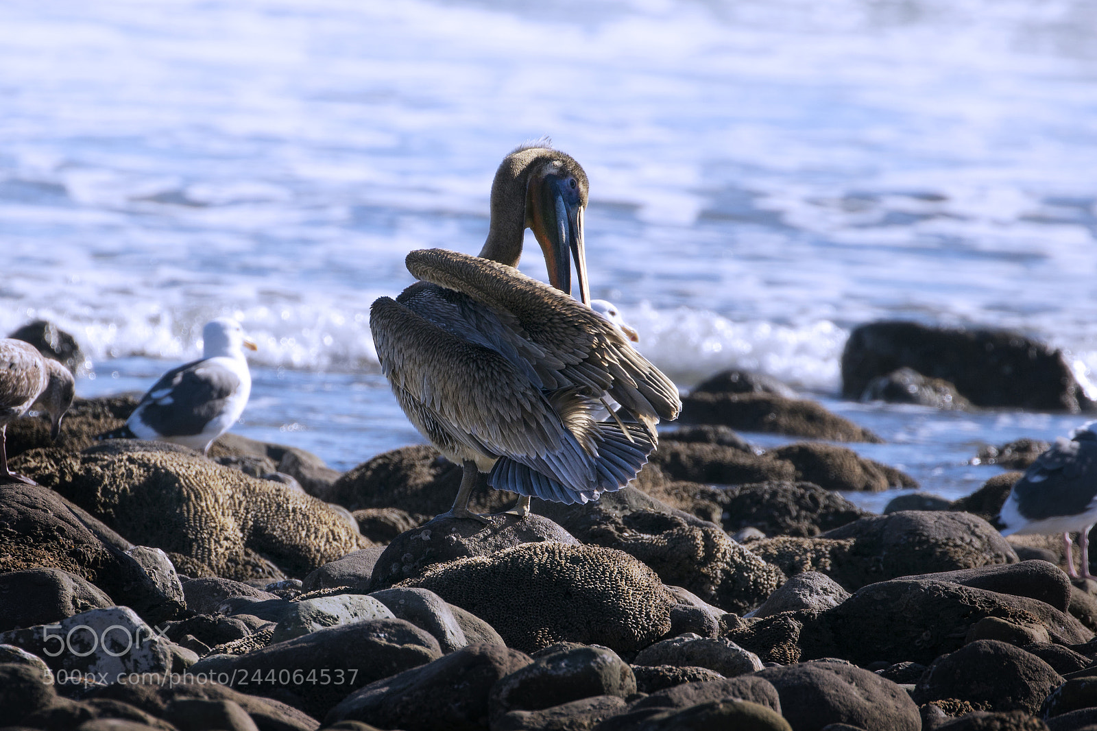 Canon EOS 750D (EOS Rebel T6i / EOS Kiss X8i) sample photo. Pelican photography