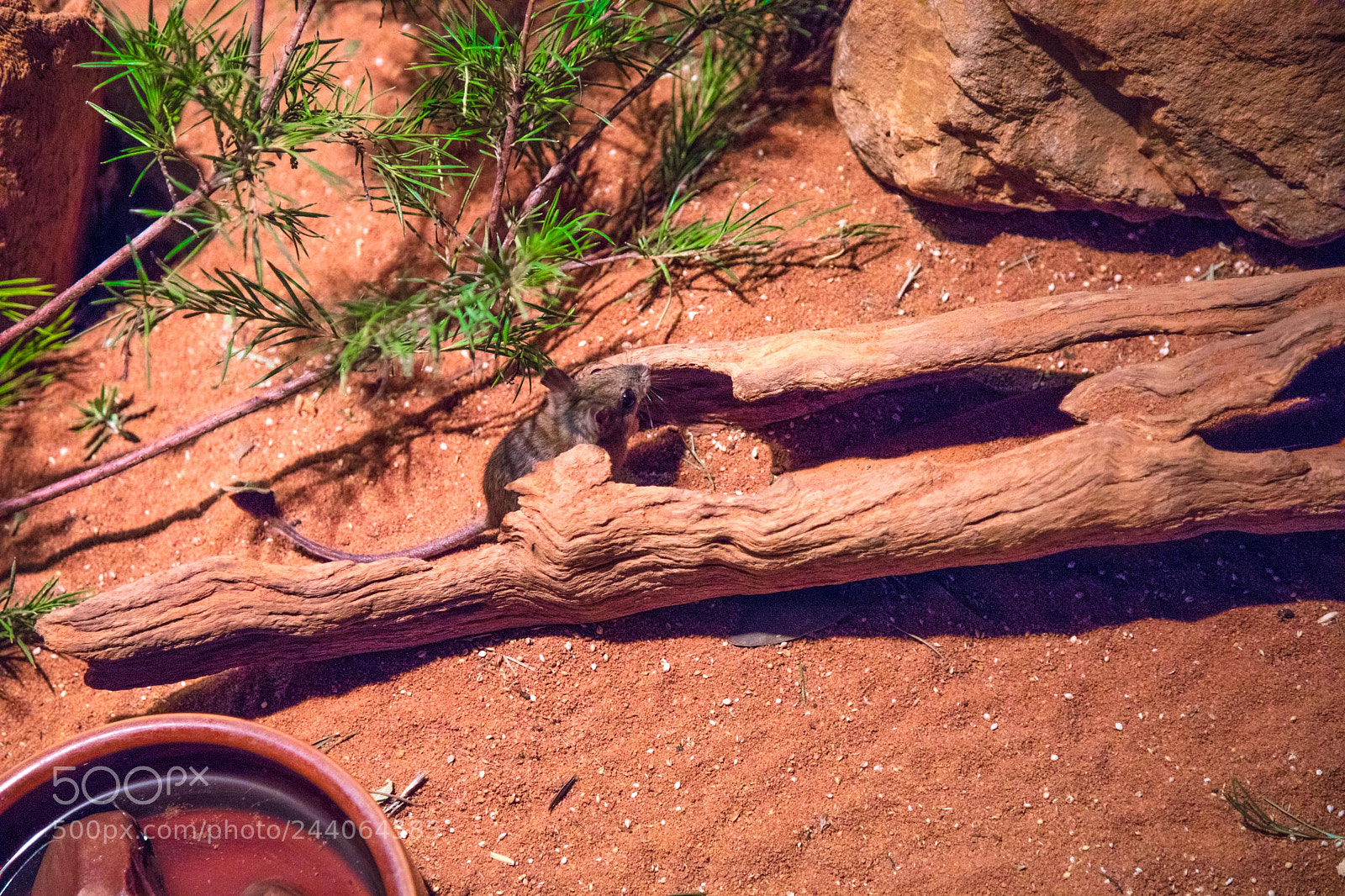Canon EOS 5DS sample photo. Adelaide zoo photography