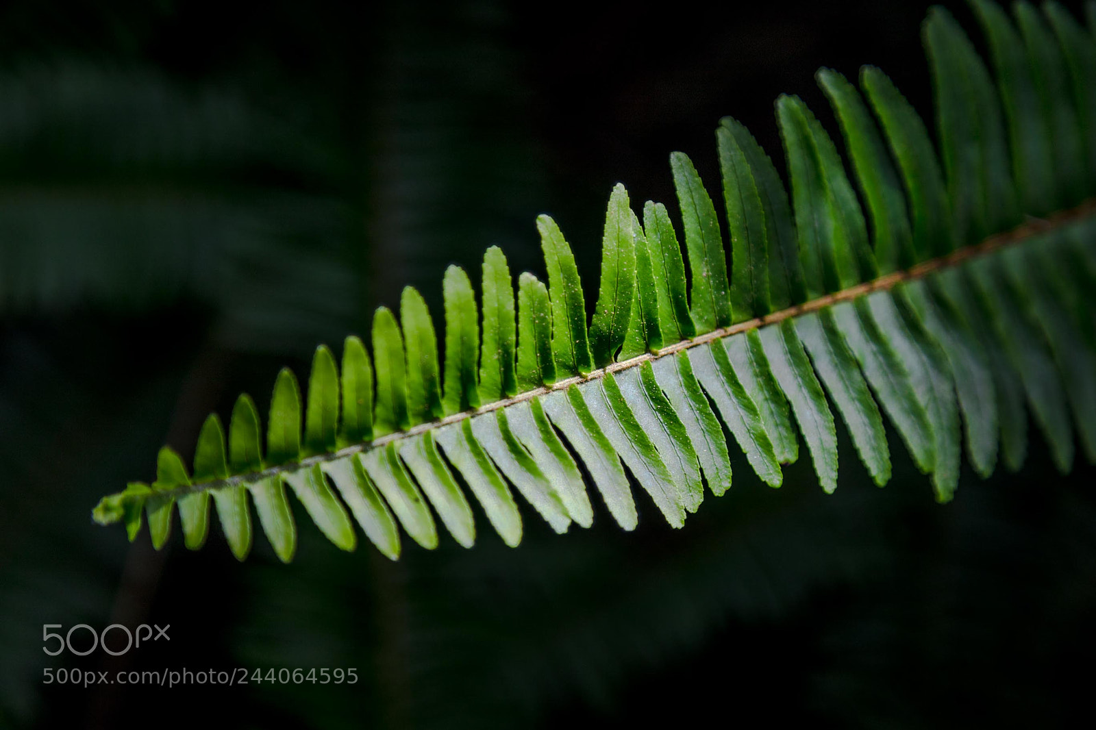 Canon EOS 5DS sample photo. Adelaide zoo photography