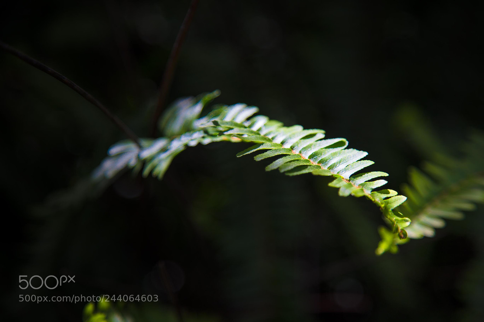 Canon EOS 5DS sample photo. Adelaide zoo photography