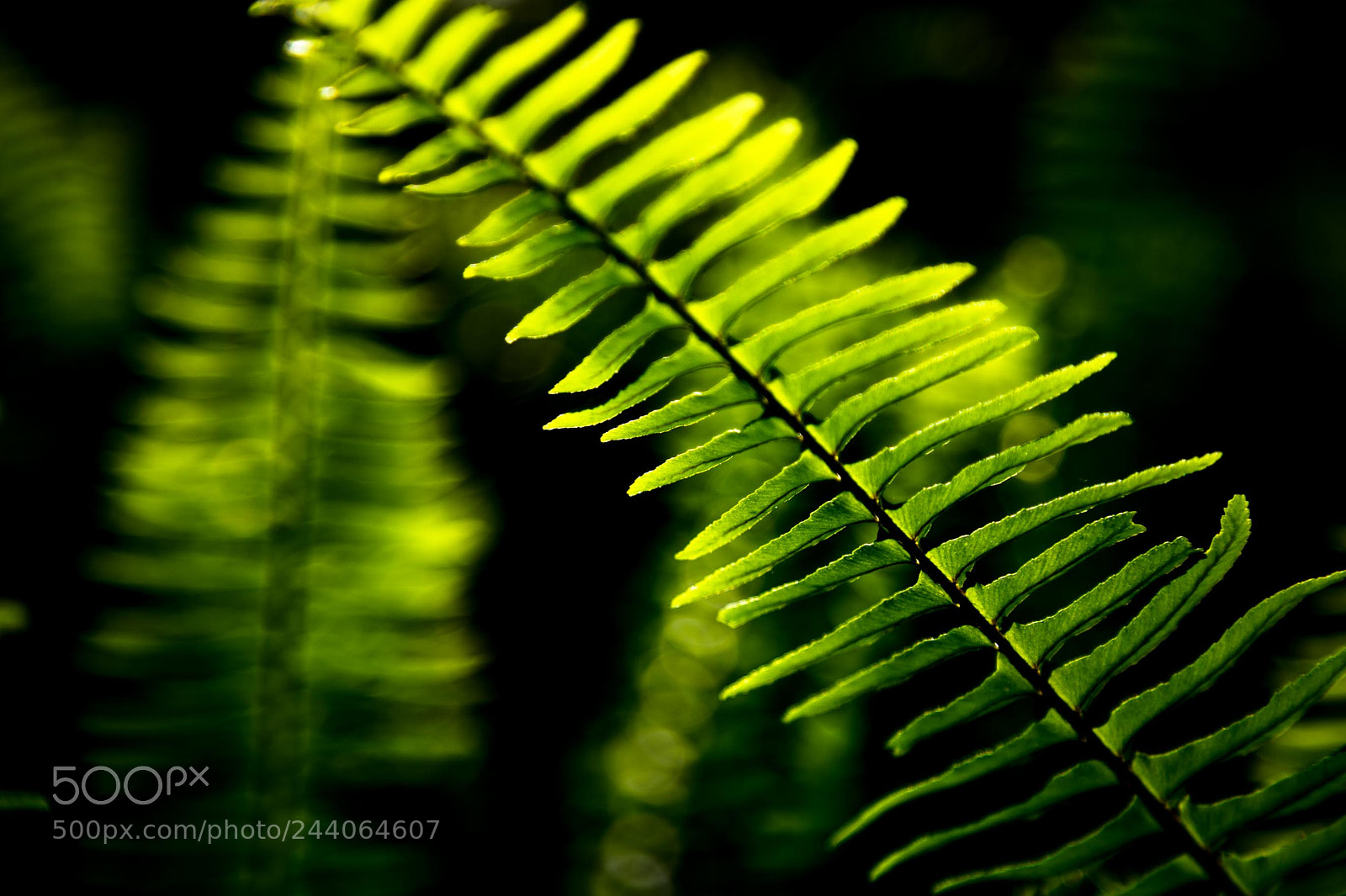 Canon EOS 5DS sample photo. Adelaide zoo photography