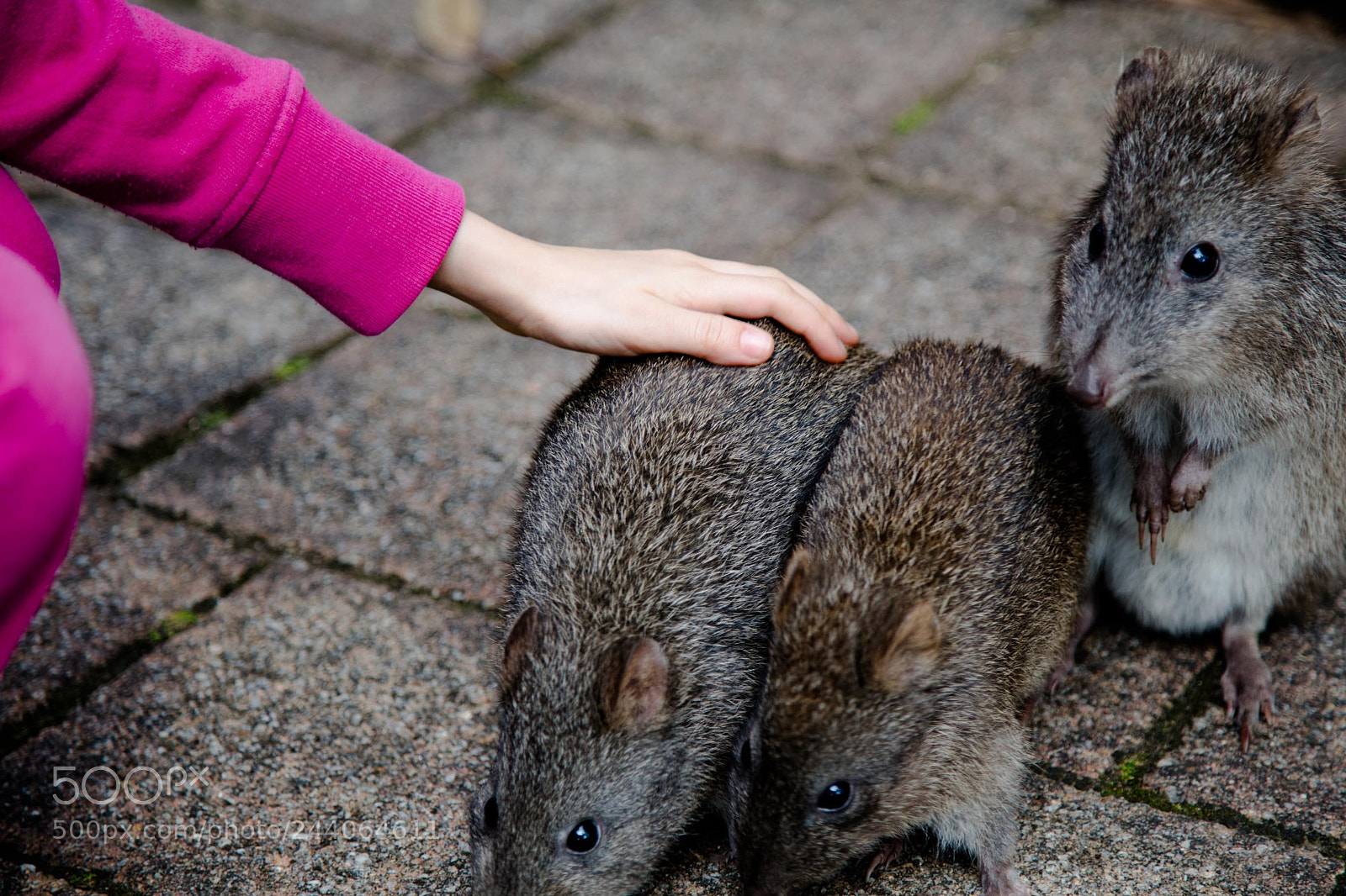 Canon EOS 5DS sample photo. Adelaide zoo photography