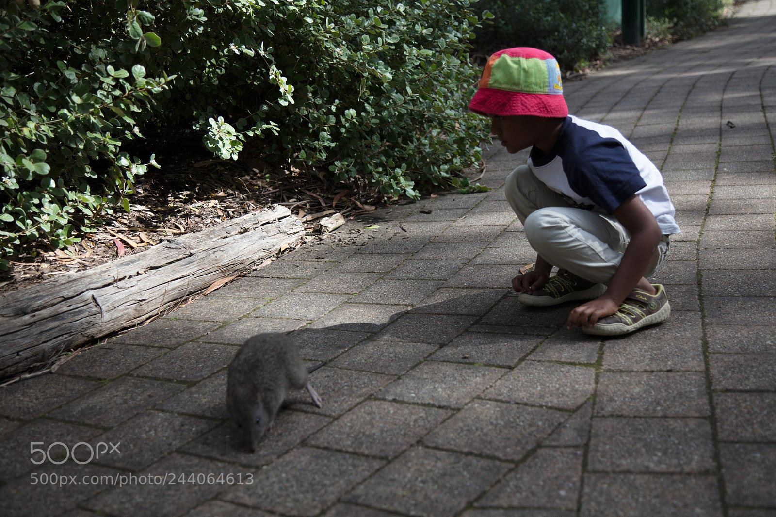 Canon EOS 5DS sample photo. Adelaide zoo photography