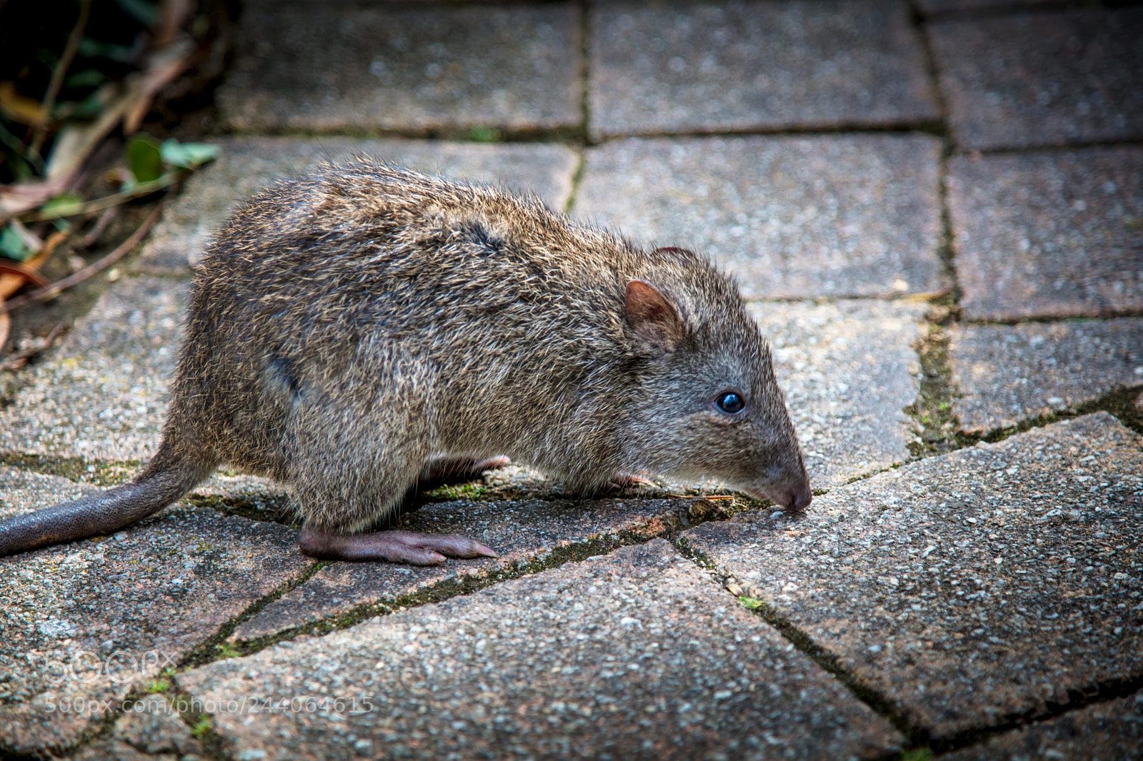 Canon EOS 5DS sample photo. Adelaide zoo photography